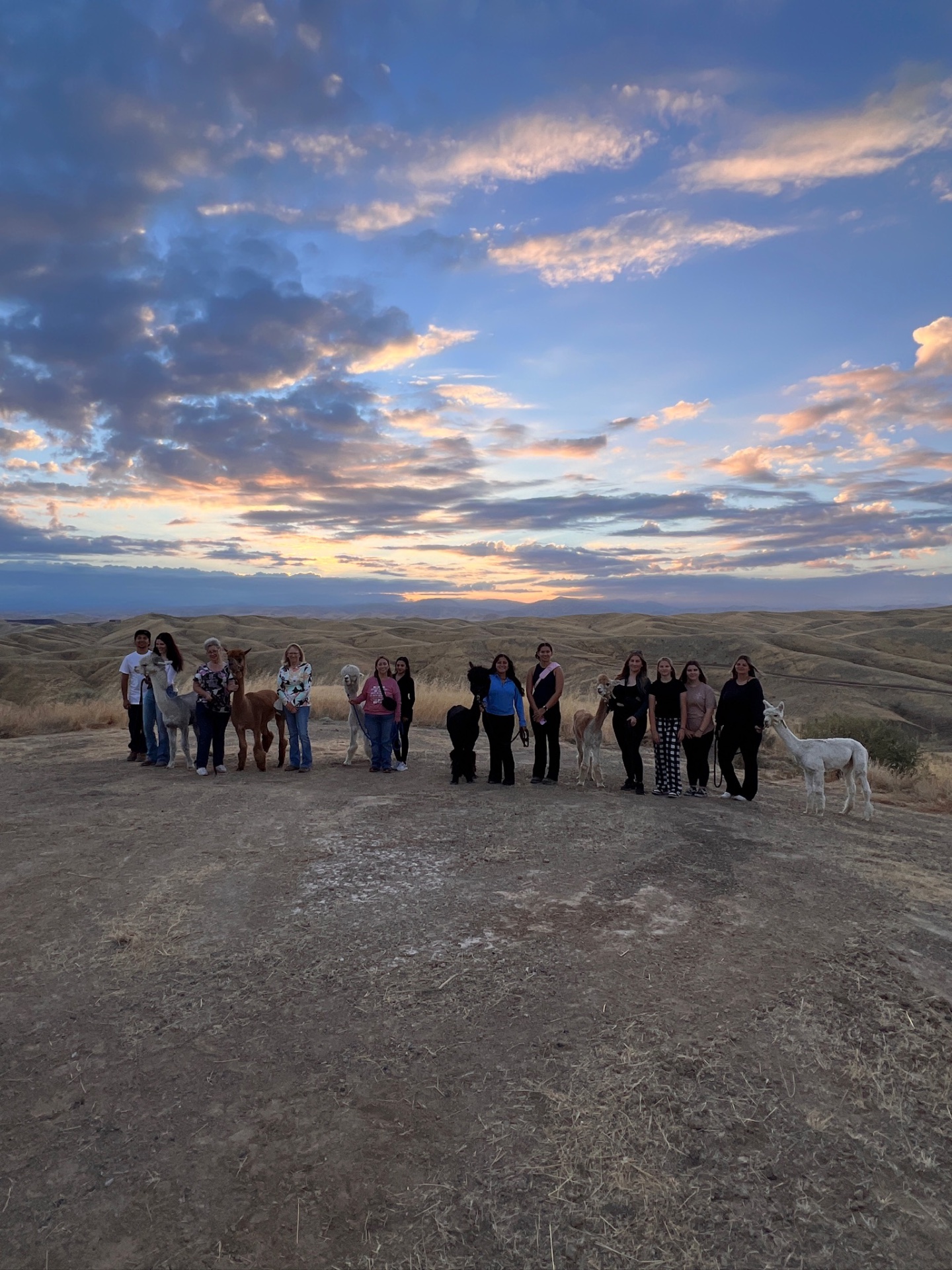 Group of guests with the alpaca herd at golden hour