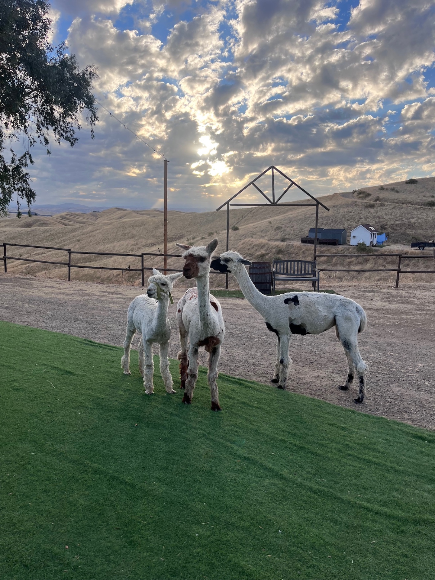Herd at the barn frame
