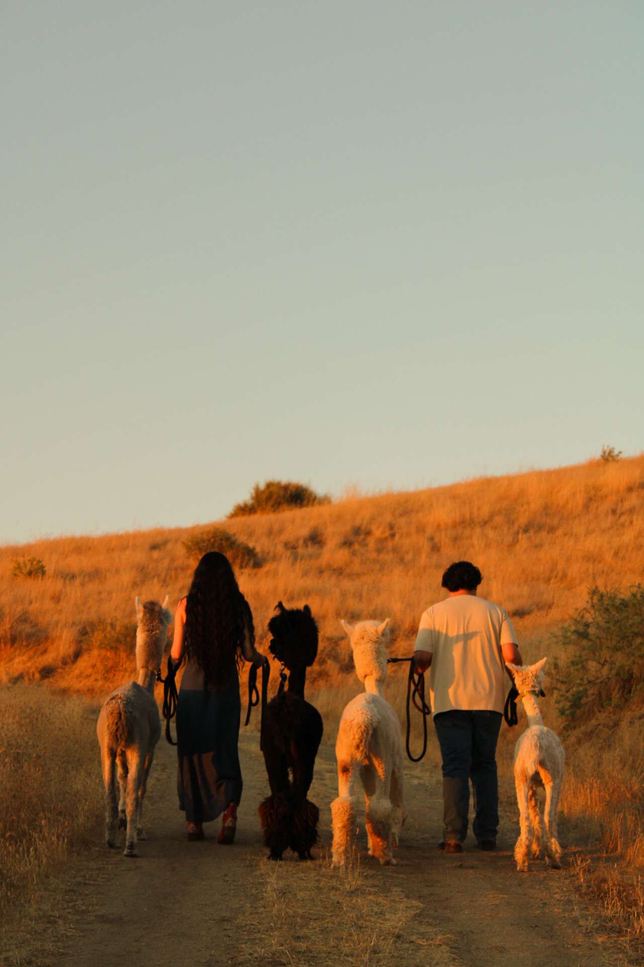 Two people walking the alpaca herd down a golden ranch trail at sunset
